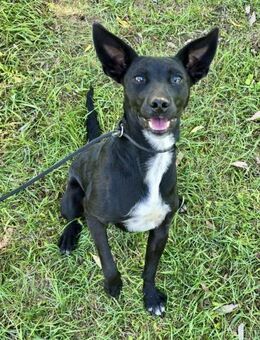 Lily eine freundliche Begleiterin - Süderbrarup