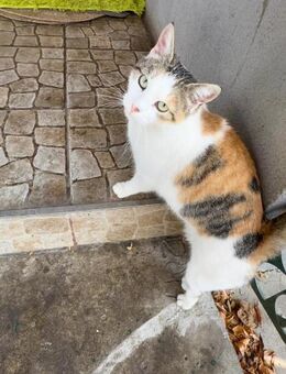 Freigänger Katze Lisa 3,5 Jahre - Stelle