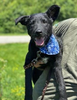 Jungrüde ♥Dado♥ so lebensfroh entzückend - Hamburg