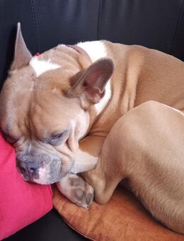 Bulli-Mischling französische englische Bulldogge möchte Einzelprinz sein - Stechlin