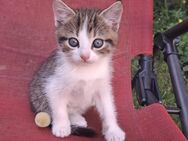 4 Sibirischen Mix BabyKatze - Neustadt (Donau)