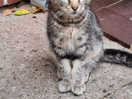 Zwei junge Kater suchen ein neues zu Hause - Bienenbüttel