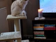 Britisch Langhaar Kater - Fehrbellin