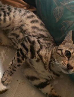 Wilde schmusekitten - Hamburg