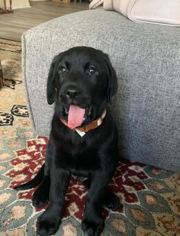 Schöne Labrador Welpen. - Siegen (Universitätsstadt)