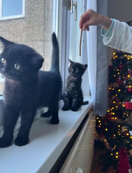 Zwei bezaubernde Britisch-Kurzhaar-Kitten – Katze & Kater – suchen ein liebevolles Zuhause 🐾 - Laatzen Zentrum