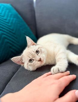 BKH Britische Kurzhaar - Balingen Zentrum