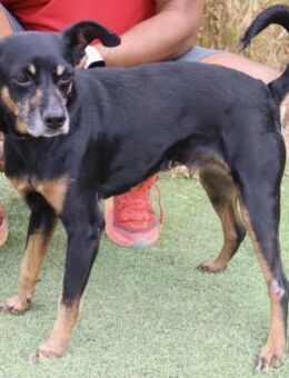 Estrela - unkomplizierte Familienhündin - Schallodenbach