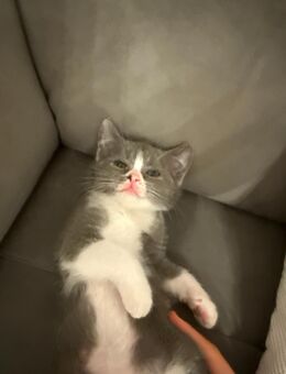 Britisch Kurzhaar Kitten – wunderschön & verschmust 🐾 - Berlin