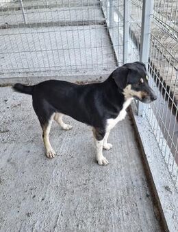 Hündin 884929 - Köln