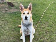 Deutsch/Belgischer Schäferhund Mix - Torgelow (See)
