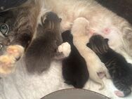 BKH-Siam Mix Kitten suchen liebevolles Zuhause🐾 - Neumünster