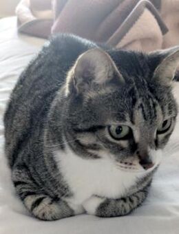 Zutrauliche Katze Milagrin (3 Beine) - Karlsruhe