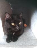 2 Glückskater suchen ein neues liebevolles Zuhauseater suchen ein neues liebevolles Zuhause in 40591