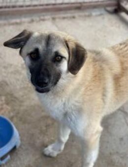 Rüde Idefix sucht liebe Menschen - Neuhausen (Fildern)