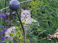 BKH Kater abzugeben - Hückelhoven