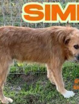 Simba - Team Iuliana - Rinteln