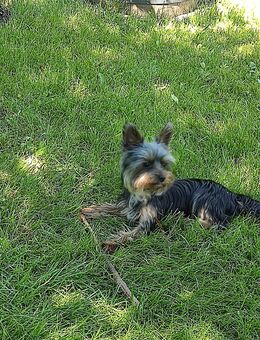 Süßer Yorkshire Terrier Rüde bietet Deckeinsatz - Dortmund Husen
