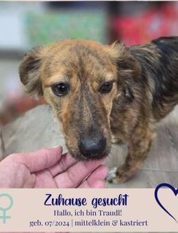 Traudl will deine Familienhündin werden - Philippsburg