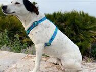PAQUITA - süße Maus sucht Zuhaus 💕🐶 - Marienfließ