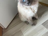 Zwei sanfte Katzen nur zusammen in liebevolle Hände abzugeben - Langenhagen