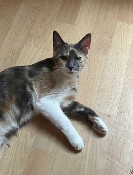 Main coon mix Katze zu verkaufen - Schweinfurt Zentrum