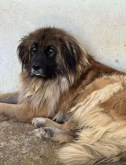 Sofi -beeindruckende geduldige Schönheit - Alfdorf