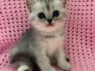 BKH Kitten mit Stammbaum,Britisch Kurzhaar Kätzchen - München Bogenhausen