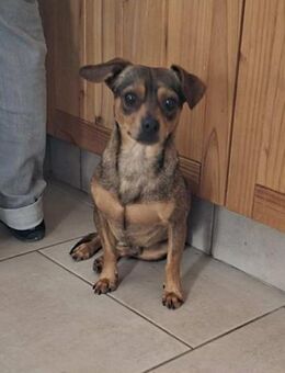 Rocky - ein süßer Pinscher-Mix - Höchst (Odenwald)