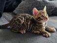 Bengal Kitten in 47167