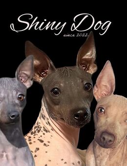 American Hairless Terrier Wurfankündigung - Namborn