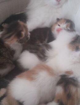 Zauberhafte Main-Coon - Mischlinge (Glückskätzchen 3-farbig) sowie rot-weiß, rot  und Tigerchen mit weiß - Pfaffenhofen (Ilm)