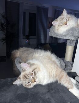 Zwei Ragdoll-Kater suchen ein liebevolles Zuhause - Speyer Zentrum