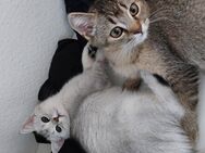 Noch 2 BKH Kitten suchen ihr Zuhause - Heusweiler