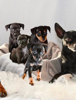 Zwergpinscher-, Rehpinscher Welpen (reinrassig) - Mainburg