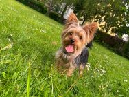 Coco yorkshiere Terrier - Neuwied
