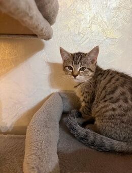 Babykatzen 3 "Mädchen" im Alter von 13 Wochen abzugeben - Berlin Charlottenburg-Wilmersdorf