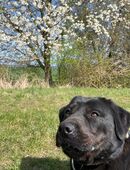 Labrador-Rotweiler Mischling in gute Hände abzugeben in 99638