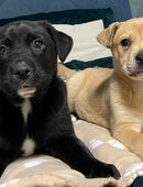 Labrador Welpen (Weibchen) in 95100