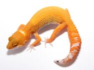 Leopardgeckos zu verkaufen - Cham