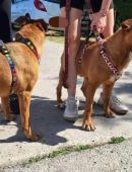 2 Unzertrennliche suchen 1 Zuhause - Kappeln (Schleswig-Holstein)