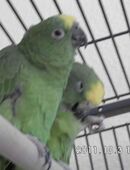 Suche dringend meine Blaustirnamazone mit gelbem Fleck und meine Surinamamazone in 28201