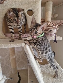 Bengal Kitten geboren 29.06.25 - Hamburg