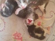 Katzenbabys nur noch 2 Männchen - Kleinfurra