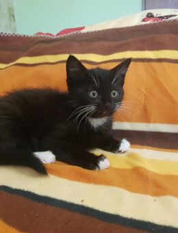 Bezauberndes liebevolles Rasse-Mix-Kätzchen Kitten Katzenkind Mädchen abzugeben - Kitzingen