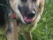 Schäferhund Nayla sucht ein Zuhause 450€ - Schwalmtal (Nordrhein-Westfalen)