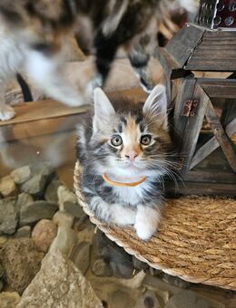 Maine Coon Kitten Mädel sucht dich - Euskirchen Zentrum