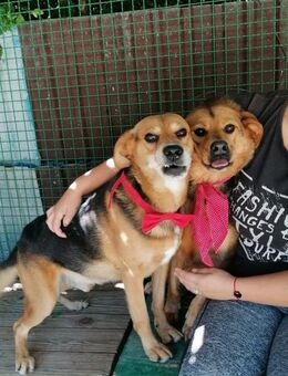 SIGI & FLOKI - Ein Herz und eine Seele - Obertshausen