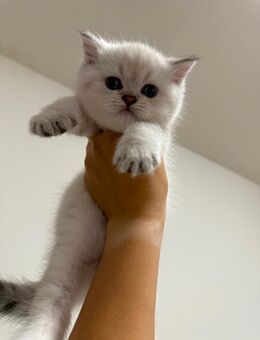 BKH Kitten,Katzchen,Katze - Bamberg