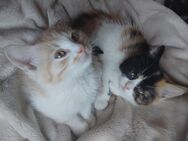 Kitten katzenbabys BLH - Neustadt (Rübenberge)